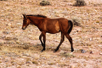 Mustang Foal Baby on the Pryor Mountain Wild Horse Range in September, Bighorn Canyon National Recreation Area in Montana.