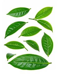 Obraz premium Fresh green tea leaves arranged on a white background