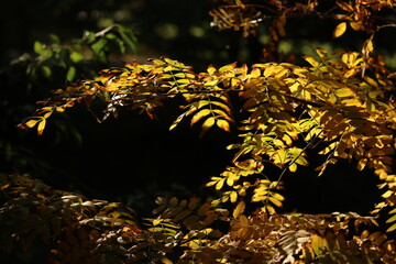 autumn leaves in the forest