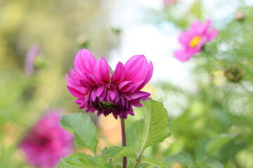 pink cosmos flower