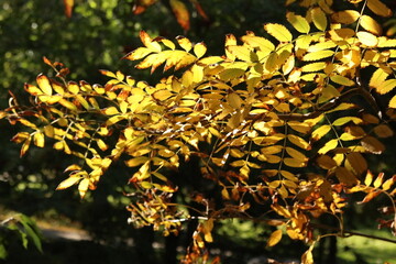 yellow autumn leaves
