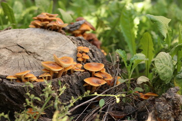 mushrooms in the forest