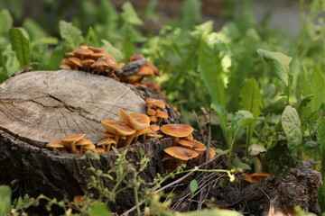 mushrooms in the forest