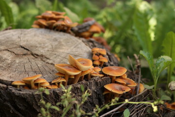 orange cap boletus