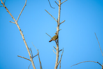 Pink-necked Green Pigeon (Treron vernans) is perched on a bare tree branch, set against a clear blue sky. Female green pigeon. Wildlife. Bird watching