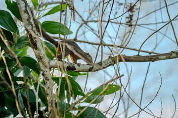 Plantain Squirrel (Callosciurus notatus) on a tree branch. Squirrel dashing across a tree branch in...