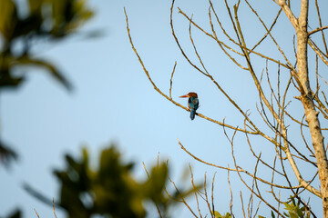 White-throated Kingfisher (Halcyon smyrnensis) perched on dry tree branches in tropical forest. Brown with blue wings large beaks and white throat and breast. Wildlife