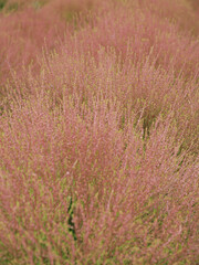 Yamanashi, Japan - September 19, 2025: Kochia or Bassia scoparia in summer 