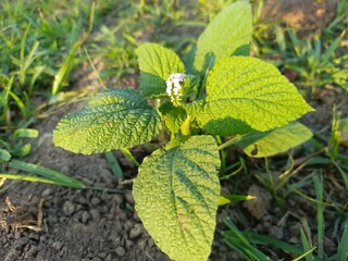 The Sangketan or Rat Tail plant (Heliotropium indicum) grows in grassy areas. This plant has green leaves with a rough, hairy texture and serrated edges.