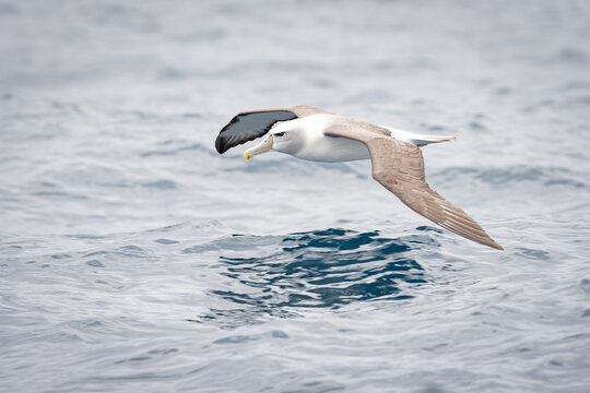 Shy Albatross (Thalassarche cauta)