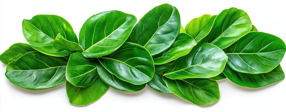 Isolated Fiddle Leaf Fig Leaves on White Background