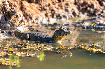 Baby of Yacare caiman (Caiman yacare), or jacare caiman or southern spectacled caiman Close up portrait in water. Pocone, North Pantanal, Mato Grosso, Brazil. Brazilian wildlife.