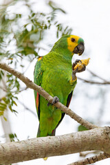 Blue-fronted amazon (Amazona aestiva), bird called the blue-fronted parrot, the turquoise-fronted amazon. Corumba, South Pantanal, Mato Grosso do Sul, Brazil. Brazilian wildlife and birdwatching.