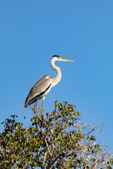Cocoi heron (Ardea cocoi), species of long-legged wading bird in the heron family Ardeidae. Pocone, South Pantanal Mato Grosso, Brazil. Brazilian wildlife and birdwatching.