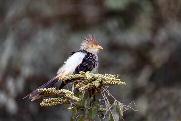 Guira cuckoo, known in Spanish as the pirincho (Guira guira), species of gregarious bird. Pocone, South Pantanal Mato Grosso, Brazil. Brazilian wildlife and birdwatching.