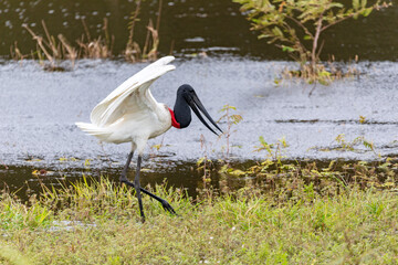 Jabiru (Jabiru mycteria), large stork. Bird common in the Pantanal region. Corumba, Mato Grosso do Sul. South Pantanal Brazil. Brazilian wildlife and birdwatching.