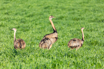 Greater rhea (Rhea americana), species of flightless bird native to eastern South America. Bonito, South Pantanal Mato Grosso do Sul. Brazil. Brazilian wildlife and birdwatching.