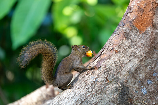 Brazilian squirrel (Sciurus aestuans), or Guianan squirrel, is a species of tree squirrel endemic to South America. Paraty, Rio de Janeiro. Brazil. Brazilian wildlife and wilderness.