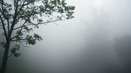 Fototapeta premium Mist-shrouded serenity: A lone tree stands stoically in a misty landscape. The atmosphere is calm and serene.