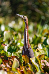 Rufescent tiger heron (Tigrisoma lineatum), species of heron in the family Ardeidae. Pocone, South Pantanal Mato Grosso, Brazil. Brazilian wildlife and birdwatching.