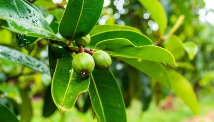 Fototapeta premium Close-up of unripe fruit on a lush green tree branch