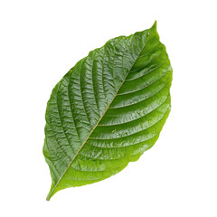Fresh Green Leaf with Textured Surface and Veins Against Transparent Background
