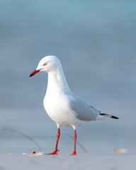 Fototapeta premium Silver Gull (Chroicocephalus novaehollandiae)