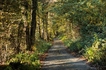 strada rurale che passa in mezzo ad un bosco collinare, di giorno, circondata da alberi verdi, in autunno