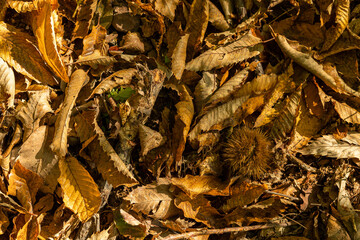 vista macro di un guscio o riccio chiuso di frutto di albero castagno europeo, caduto su un terreno...