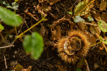 guscio o riccio vuoto di frutto di castagno europeo, caduto su un terreno naturale coperto da foglie secche, di giorno, in autunno