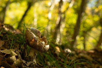 vista macro di un fungo col berretto convesso e parzialmente mangiato da animali, cresciuto tra i fili d'erba e le foglie cadute in un ambiente naturale e boschivo, in autunno