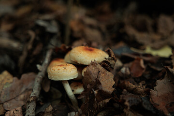 vista macro di alcuni funghi dai colori chiari che crescono in autunno da sotto gli strati di foglie cadute dagli alberi in un ambiente naturale
