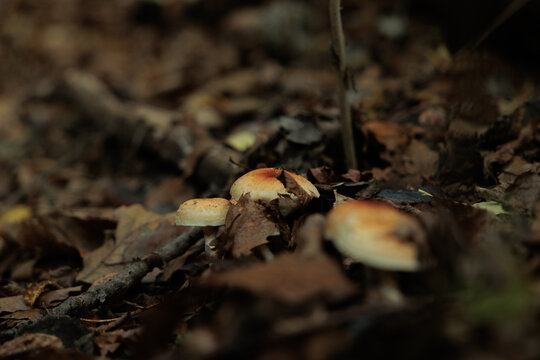 vista macro di alcuni funghi dai colori chiari che crescono in autunno da sotto gli strati di foglie cadute dagli alberi in un ambiente naturale