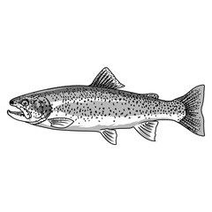 trout fishing illustration logo vector image t shirt