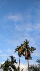 Fototapeta premium palm trees against blue sky