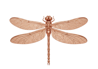 Isolated detailed copper metallic dragonfly with wings, design element for spring and summer