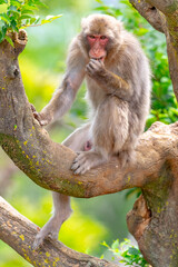 Fototapeta premium Hondo (Japanese) Macaque - Macaca fuscata fuscata