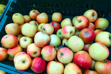 Fresh apples gathered in a market display during the autumn season showcasing a variety of colors and sizes
