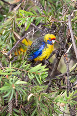 Green Rosella - Platycercus caledonicus