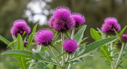 Vibrant Purple Thistle Blossoms in Soft Focus Nature Landscape