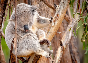 Koala - Phascolarctos cinereus