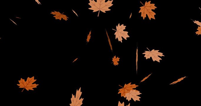 3D animation of autumn maple leaves falling on black background. Seasonal motion element for fall themes, harvest, Thanksgiving, seasonal sales, holiday promos, nature projects and decorations