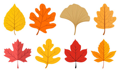 Obraz premium PNG Colorful autumn leaves illustration, element set on transparent background