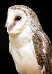 Barn Owl (Tyto alba)