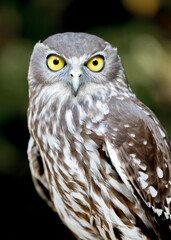 Barking Owl (Ninox connivens)
