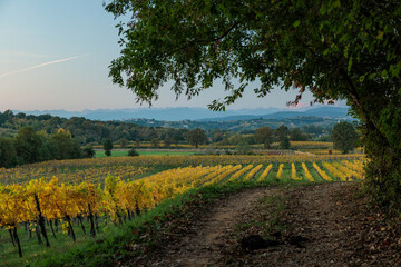 ambiente naturale di campagna nel nord Italia tra pianura e collina, al tramonto con vigneti dalle...