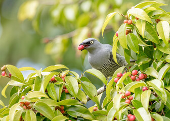 Barred Cuckoo-shrike (Coracina lineata)
