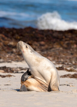 Australian Sea-lion - Neophoca cinerea