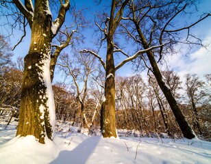 Winter forest scene with snow-covered trees (1)