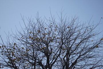 Tree branches with yellow leaves against the blue sky, autumn background.